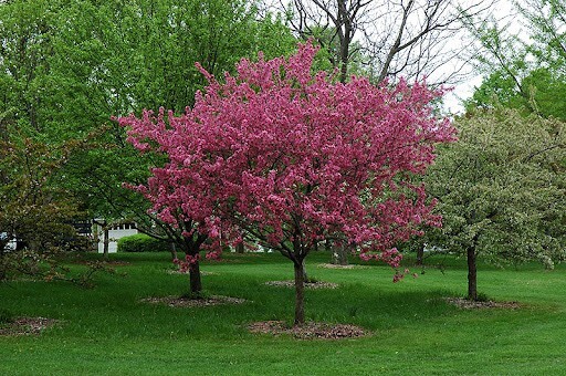 French Wild Apple Tree | Premium Seeds | Malus sylvestris ‘Spring’ | Plants’®