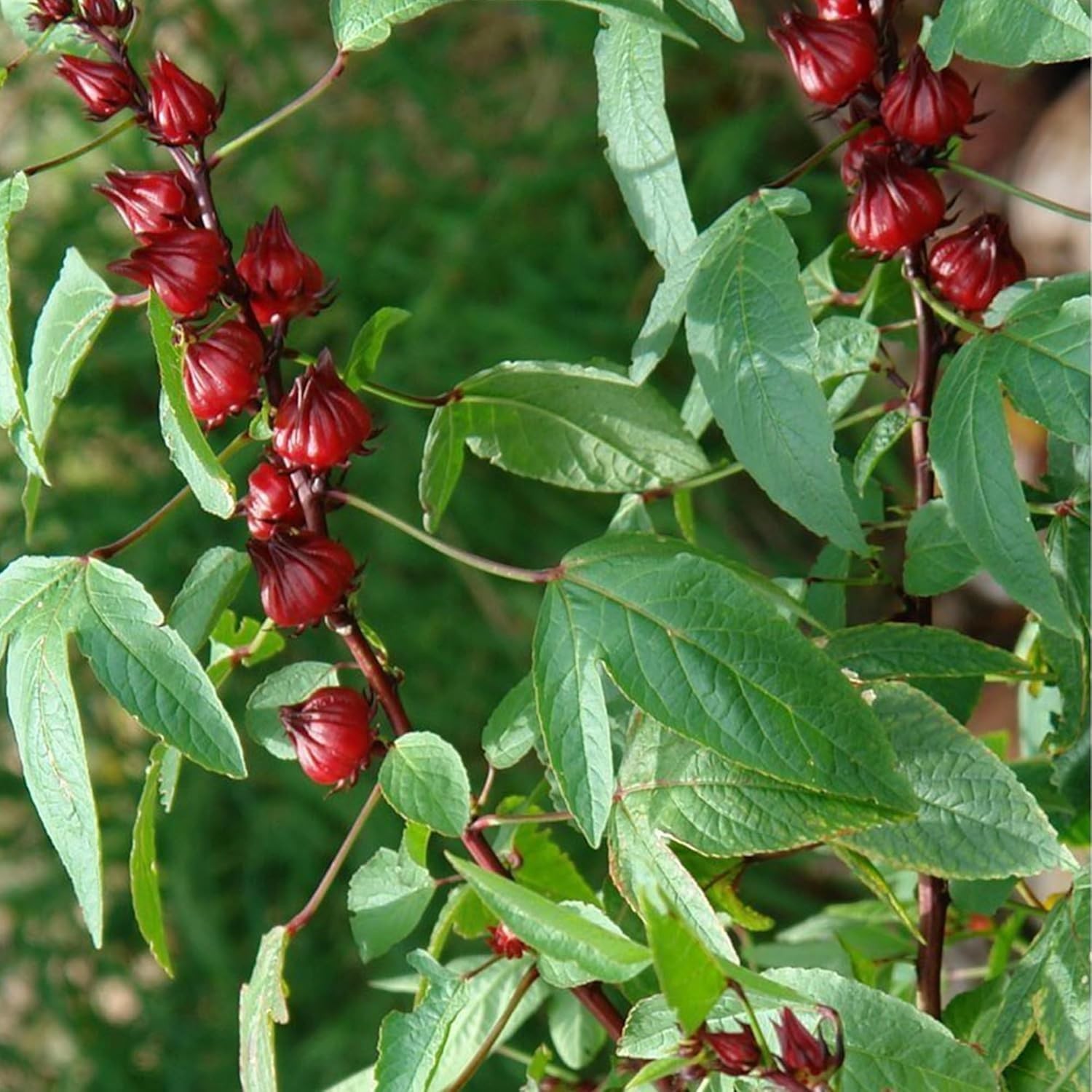 Red Roselle Hibiscus sabdariffa – Packet of 50 Seeds