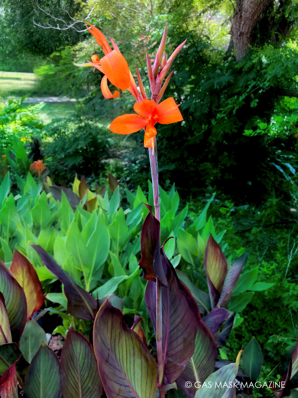 Intrigue Canna Lily Live Plant Rhizome, Orange Bloom Purple Foliage