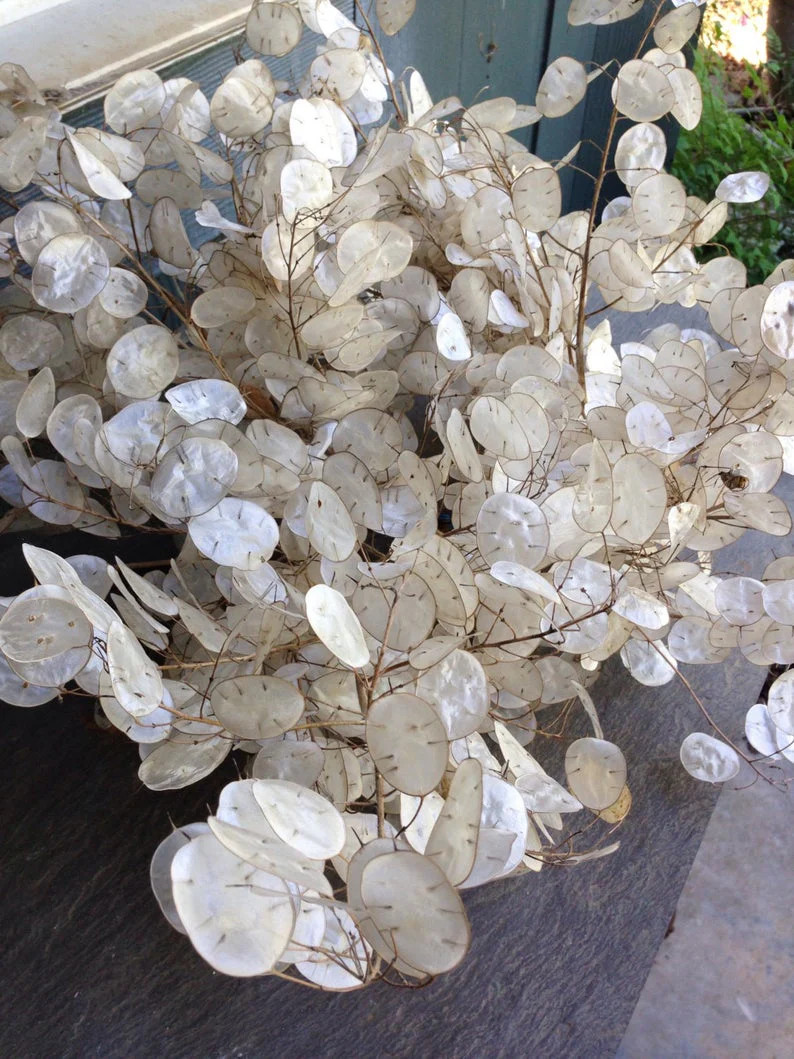 Money Plant Seeds (Lunaria) | Silver Dollar Plant Honesty Coins Flower Seed 2024
