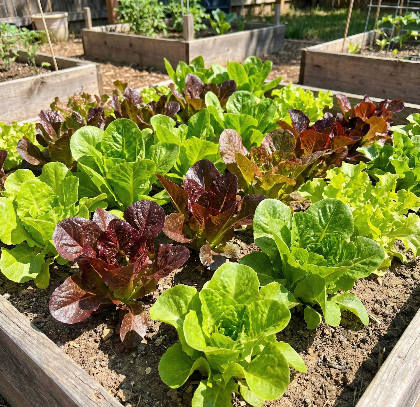 Lettuce HEATWAVE MIX Heat Tolerant Cut & Come Again Garden Non-GMO 1000 Seeds