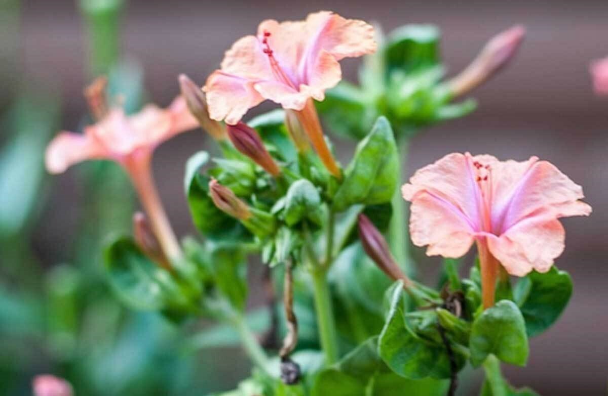 Mirabilis jalapa Salmon Sunset | Four OClock | Marvel Peru| 5_Seed
