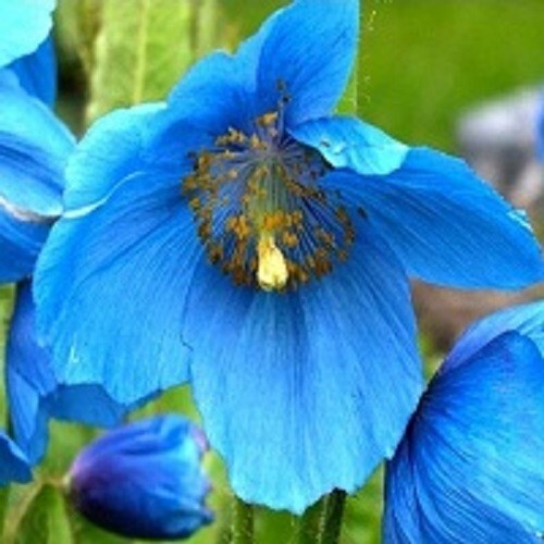 10,000 Heirloom Imported Himalayan Tibetan Blue Poppy Seeds For Planting Non-GMO