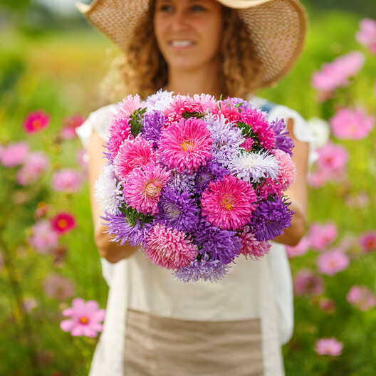 Aster GIANTS MIXED COLORS Huge Blooms Vivid Colors TALL Non-GMO 200 Seeds!