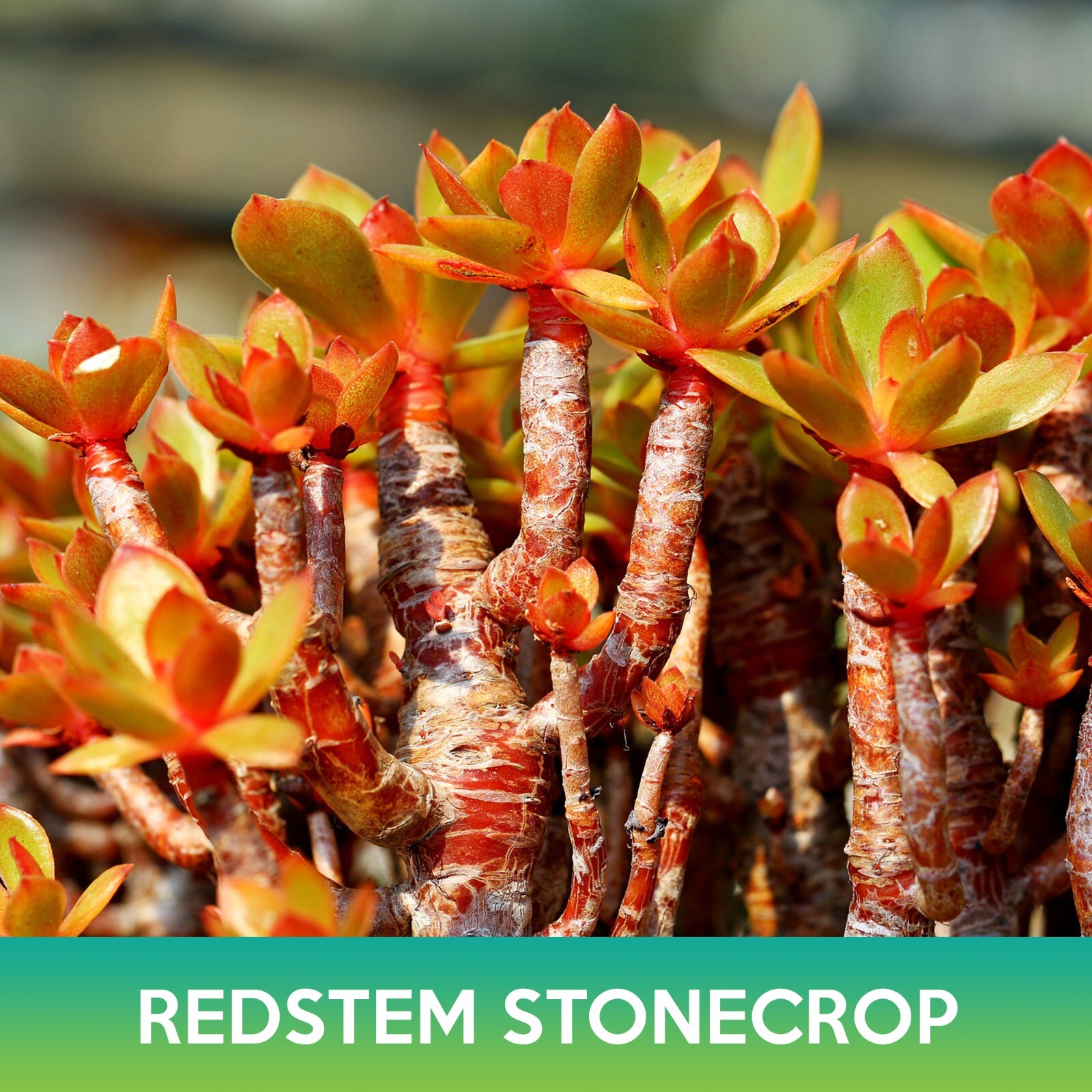Red-Stem Crassula Succulent Mix Seeds, Crassula rubricaulis