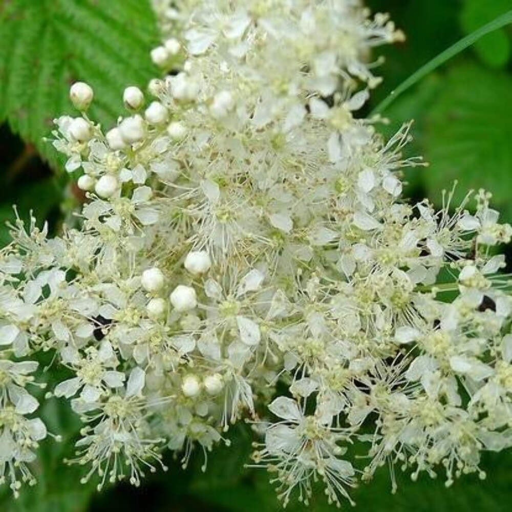 Meadowsweet Seeds (Filipendula ulmaria) ~Traditional Herb Native Pollinator