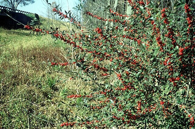 Ilex decidua | Deciduous Holly | 20 Seeds