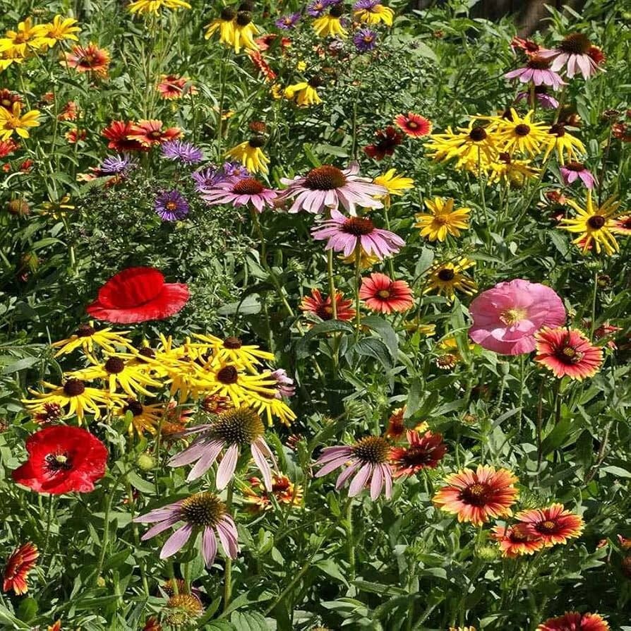 Midwestern Wildflower Seeds Mix, 19 Species Flowers, Garden or Meadow, FREE SHIP