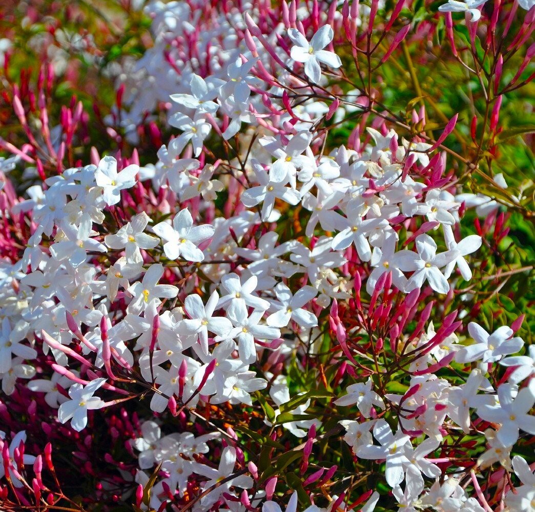 PINK JASMINE~Jasminum Polyanthum~~Rooted STARTER Plant~Extremely Fragrant