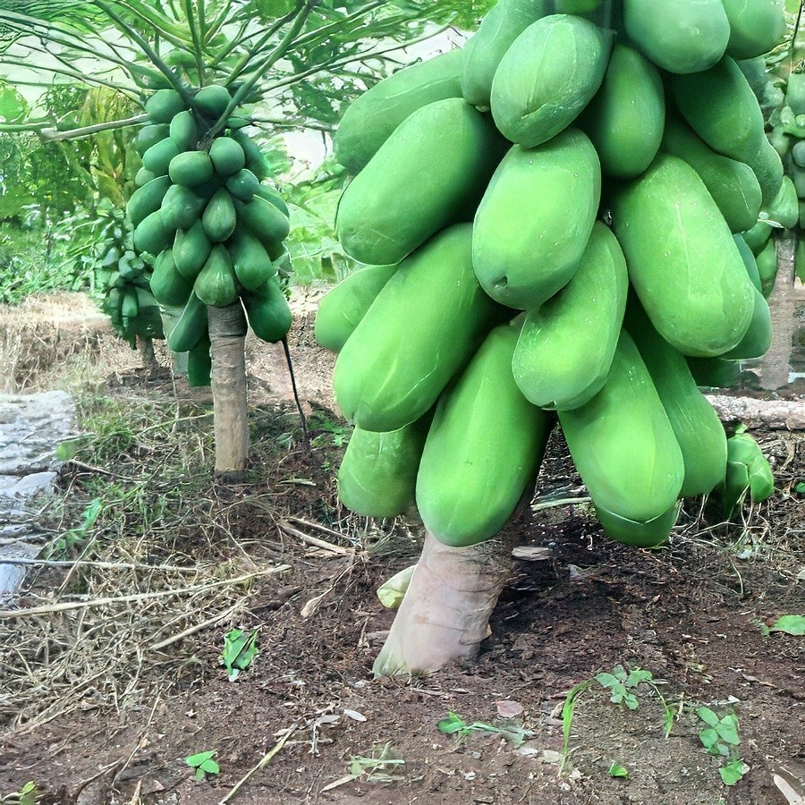 20 “DWARF SOLO WAIMANALO TREE SEEDS” (Carica Papaya) Fast Fruit Houseplant