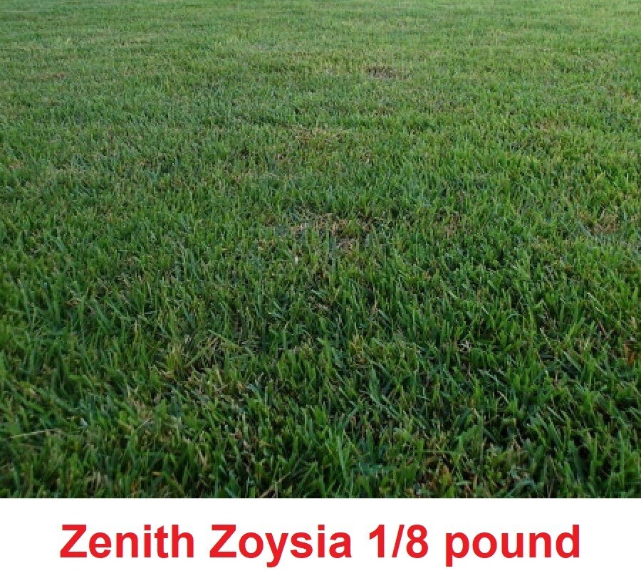 Zenith Zoysia Grass seeds 1/8 of a pound (2 ounces )