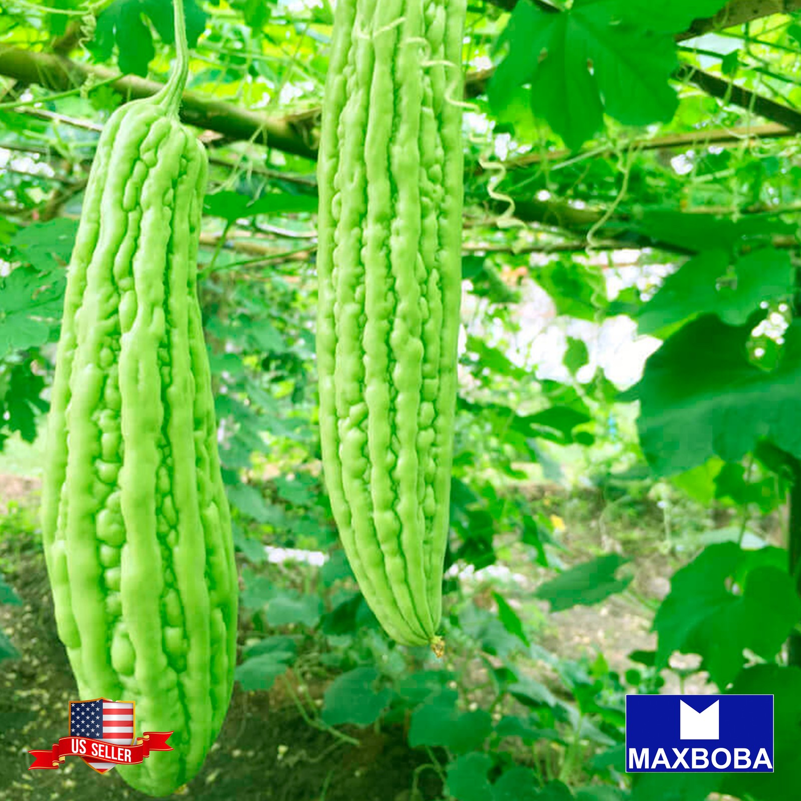 01 Green Skin Gourd Seeds Bitter Non-GMO Heirloom BTGO 75% OFF