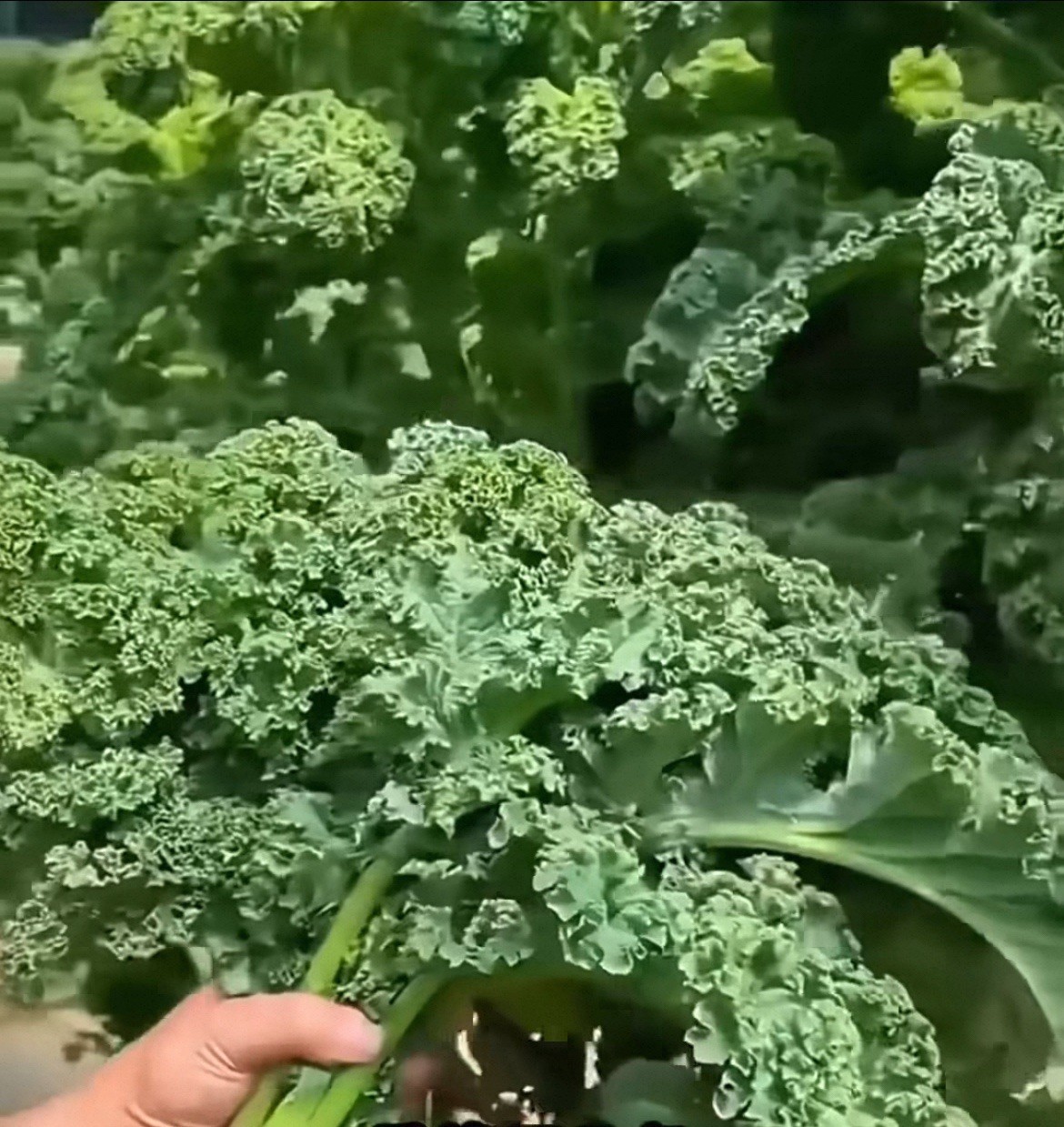 500+CT Organic Kale Seeds Heirloom Non Gmo Vegetable Seeds. 500多粒有机羽衣甘蓝种子产于2025年