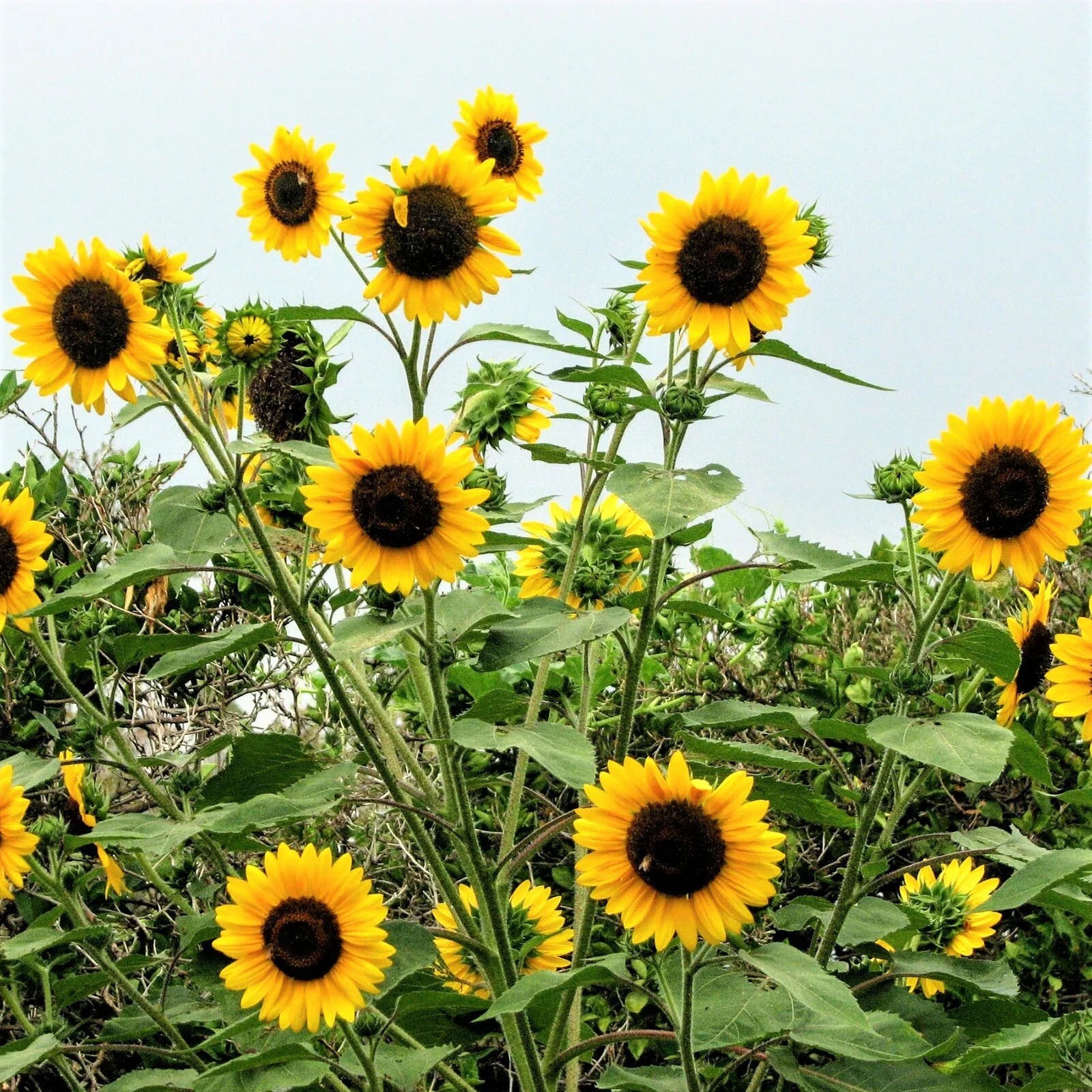 Sunflower HENRY WILDE Yellow Multiple Blooms Birds, Bees & Butterflies 100 Seeds