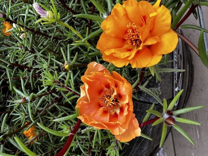 100 Moss Rose Seeds Double Flowering Mix Free Shipping & Tracking
