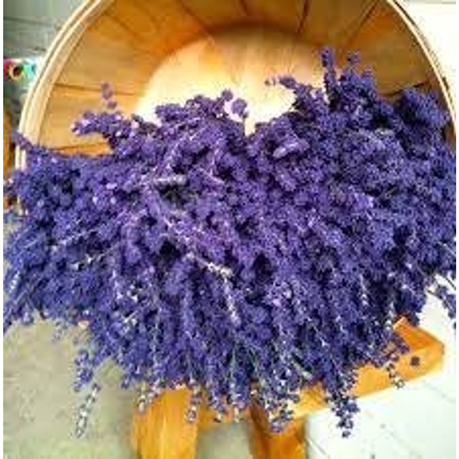 English Lavender Sweet Aromatic Flower True Lavender Heirloom Seeds – 100+