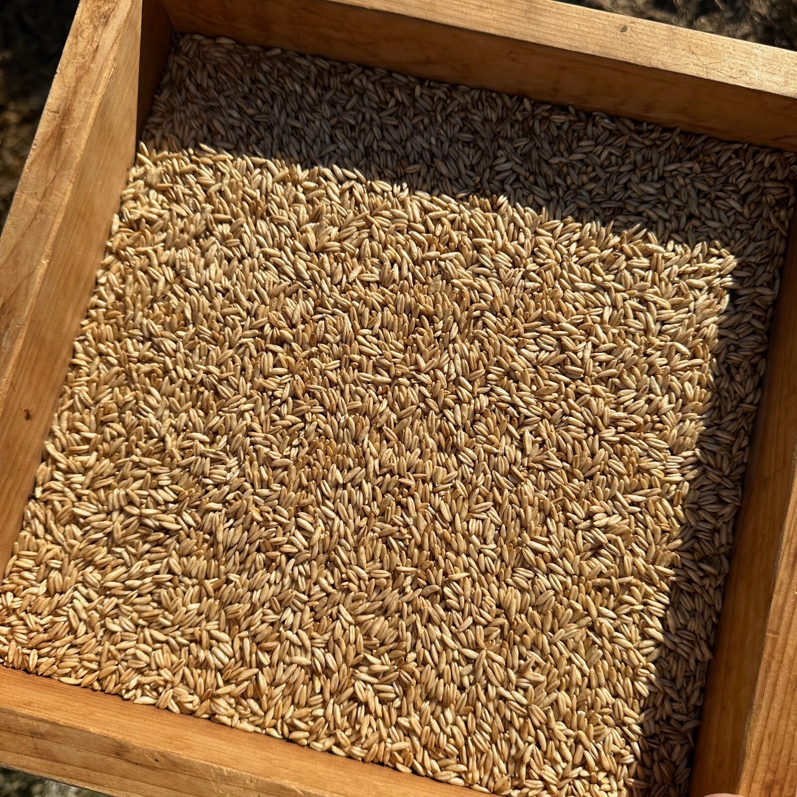 Hulless Oat Seeds Avena nuda Certified Organic Cover Crop BULK PACKET SEED NoGMO
