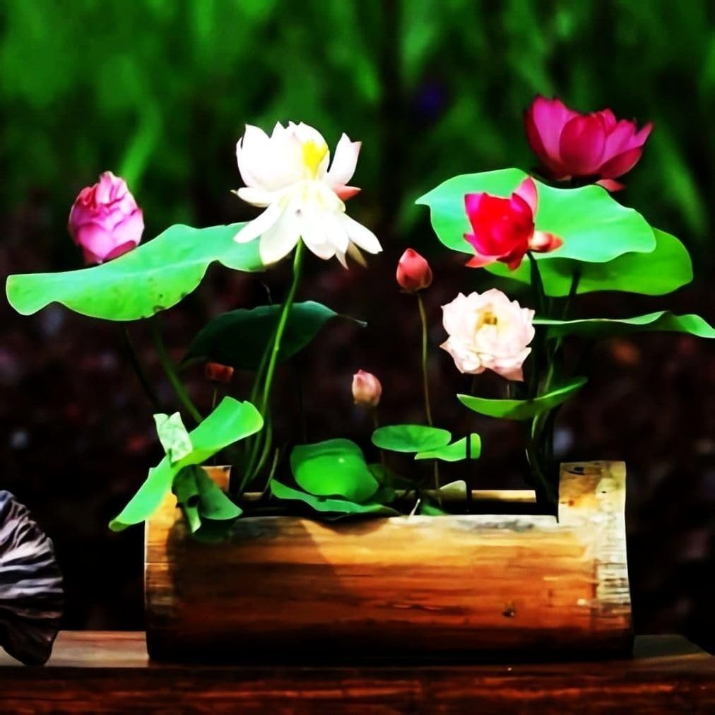 35 Mixed Miniature Water Lily & Lotus Seeds Vibrant Blooms for Bowls & Ponds …