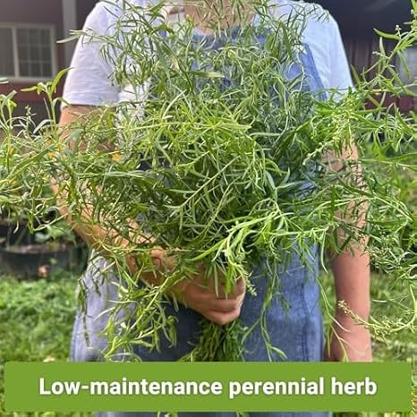 Sow Right Seeds Tarragon Seed Collection – Non-GMO Heirloom Varieties