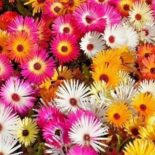 2,500+ Ice Plant Livingstone Daisy Organic Succulent Flower Seeds Mixed Colors