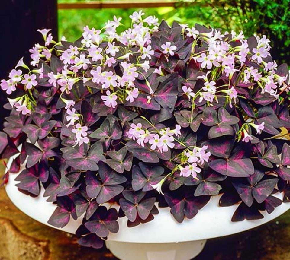 30 – Oxalis Tringularis, Purple Shamrock,Love Plant, Good Luck Plant – bulbs