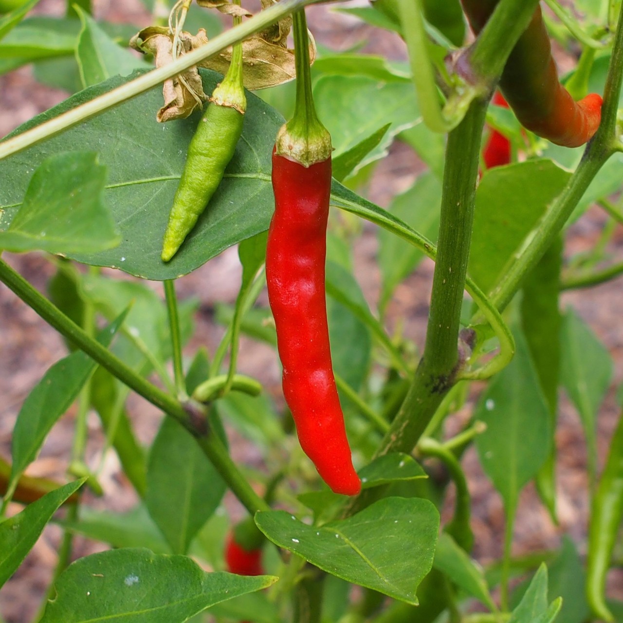 RARE Dragon Cayenne Hot Pepper Seeds “10” FREE SHIPPING!