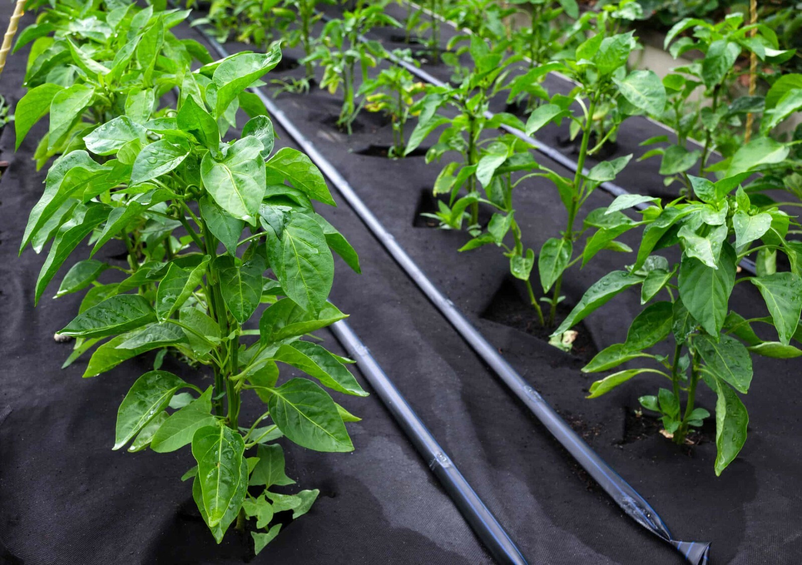 BIG DADDY RED SWEET PEPPER SEED NON-GMO SUPER COLOR sweet pepper flavor TASTY!