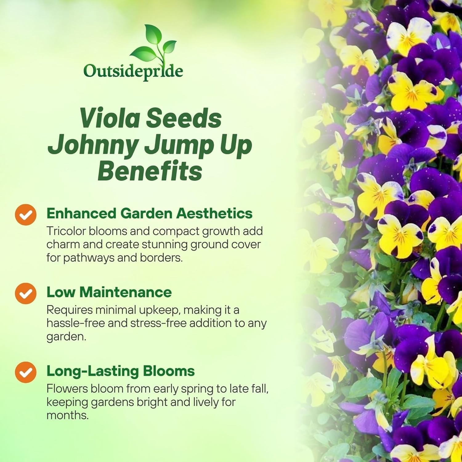 Johnny Jump Up Wildflower Seeds – 5000 Multi-Colored Blooms for Any Garden