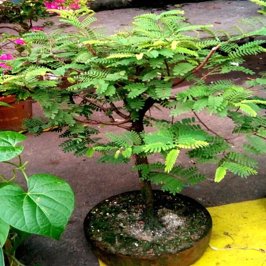 10 Tamarind Tree Seeds (Tamarindus indica) Tropical Fruit Flower Plant, Bonsai