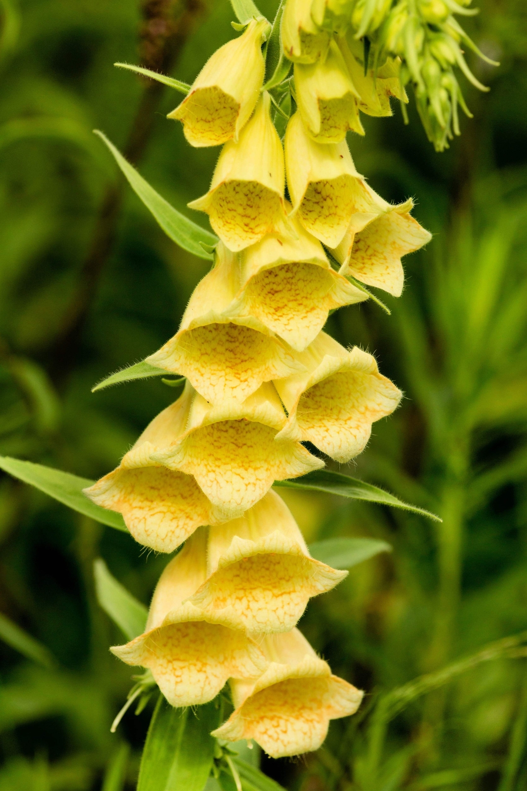 100 YELLOW FOXGLOVE Digitalis Grandiflora Sun or Shade Pollinator Flower Seeds