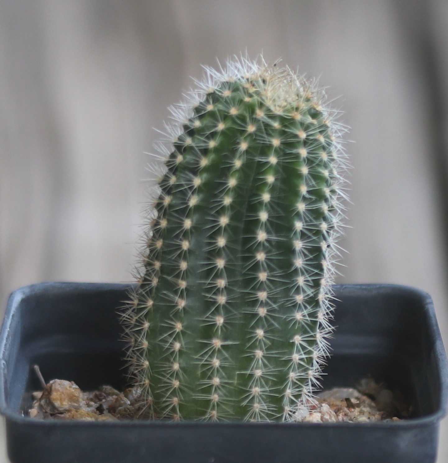 Echinopsis hybrid ‘Edwardian Lady’