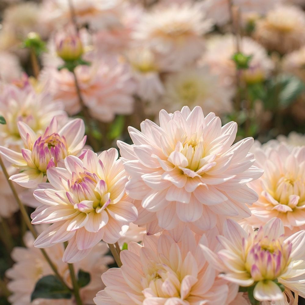 1 – Diana’s Memory Decorative Dahlia Flower Bulb Tuber