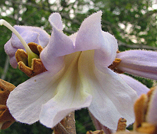 Paulownia tomentosa | Empress or Princess Tree | 50 Seeds