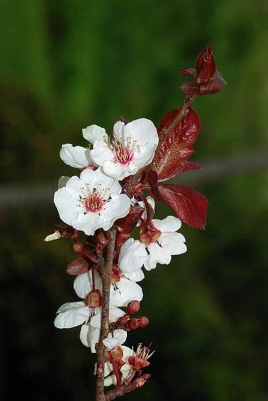Cherry Plum Tree Seeds for Planting – Prunus cerasifera – Popular Tree/Bonsai