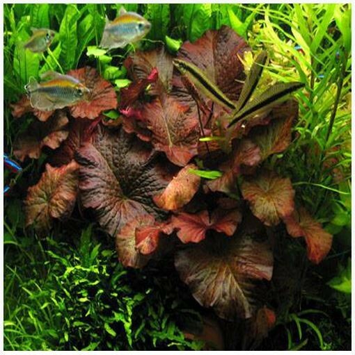 🌺🌺 Red Tiger Lotus water Lily Plant Live Aquarium Plants Easy lotus seeds