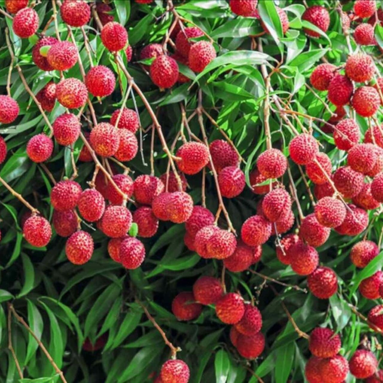 10pcs Lychee Tropical Fruit Heirloom Seeds – Non-GMO Litchi Seed for Gardening