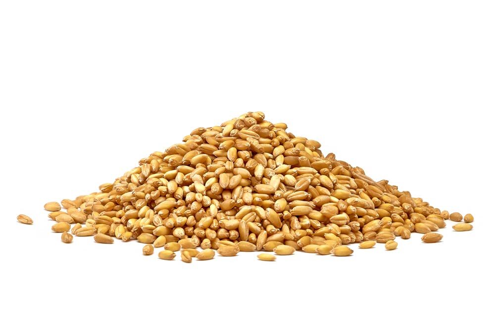 Wheat Cover Crop Seeds – Non-GMO Winter Wheat – Deer & Turkey Food Plot Seed – W