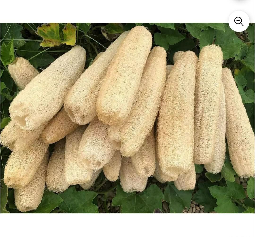 20pcs Luffa Gourd Seeds – Non-GMO, Loofah Sponge Gourd Seeds