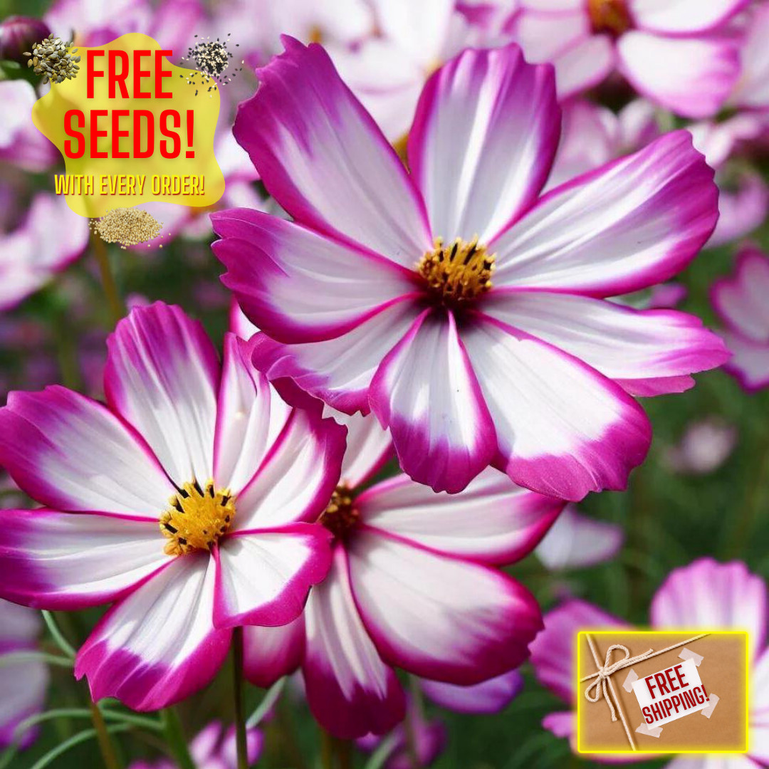 Fresh Beautiful Cosmos Seeds | Picotee | Heirloom Non-GMO | Flower Seeds
