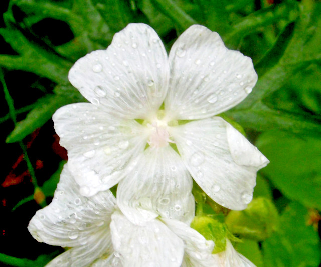 WHITE MUSK MALLOW 102 SEEDS, MALVA MOSCHATA ALBA, USA SELLR, EZ TO GROW