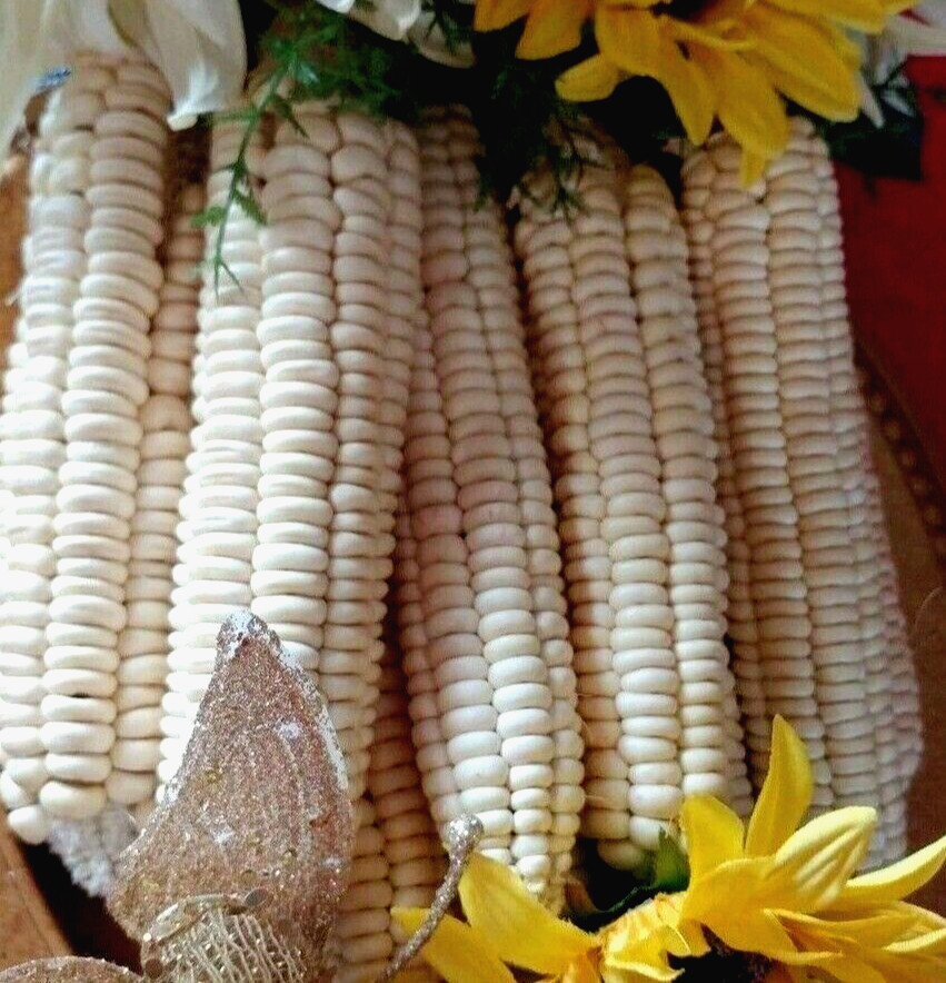 Corn Seeds 50 Rare Onieda White Flour Corn Seed Native American Heirloom Organic