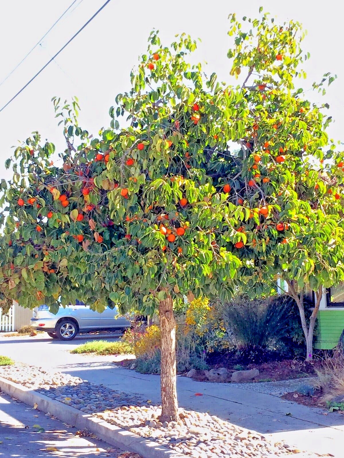 20 JAPANESE PERSIMMON TREE SEEDS (Diospyros Kaki) Asia Hardy Garden Fruit Plant