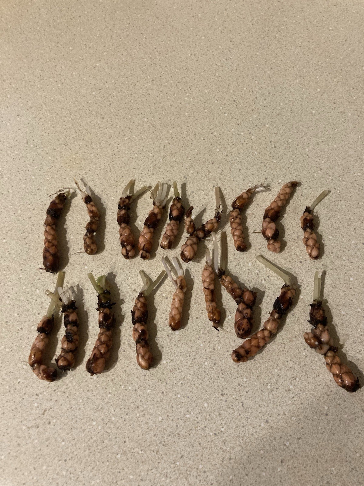 10 Oxalis REGNELLII Green shamrock rhizomes/bulbs