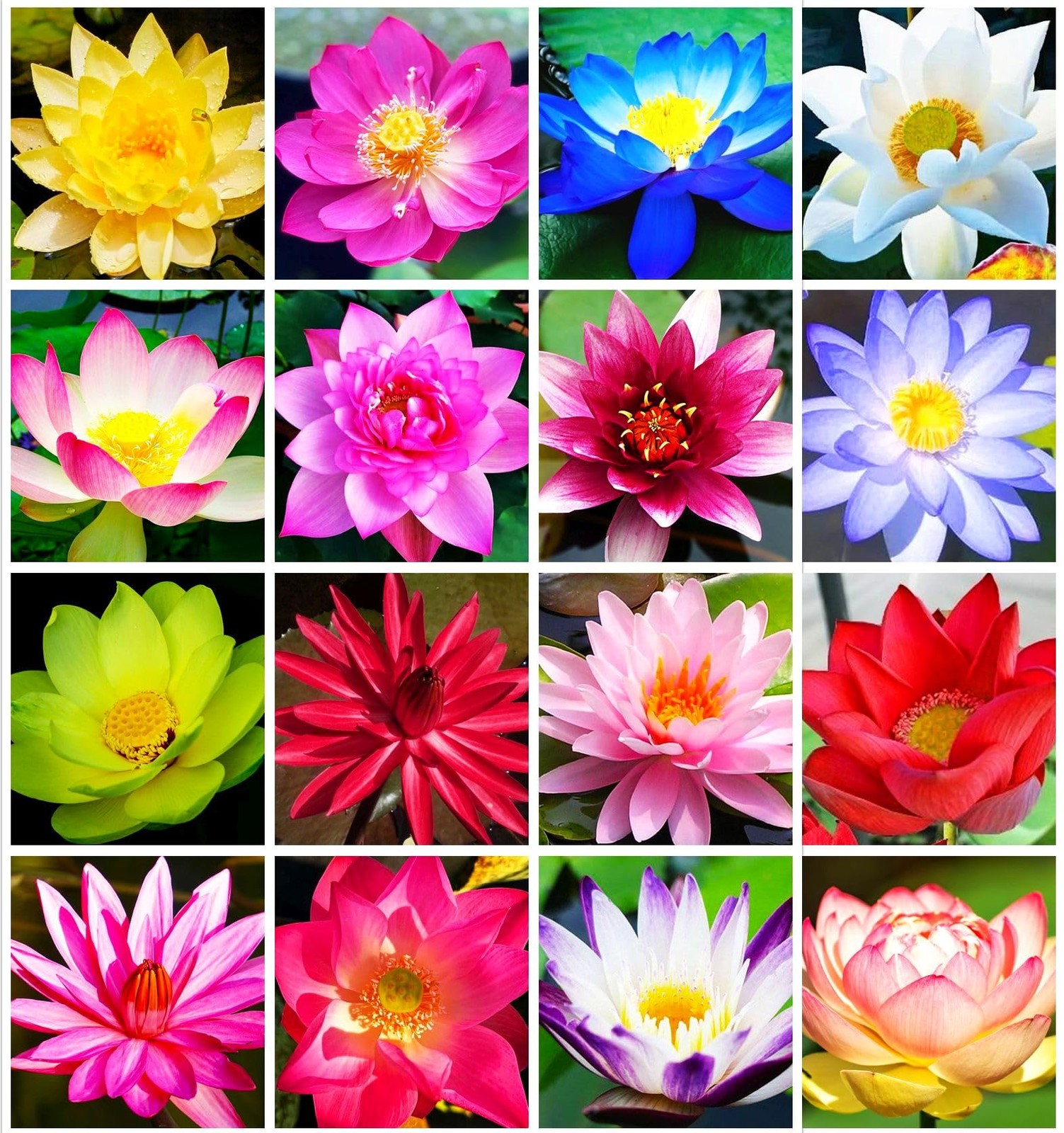 30 PCS Lotus Seeds for Water Lilies – Pink, Purple, Red Aquatic Plants
