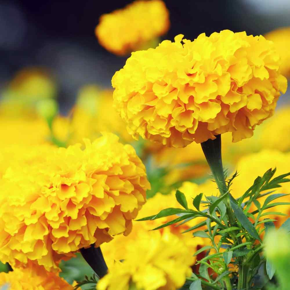 1000 Seeds Marigold Seed – Tagetes Erecta African Marigold Yellow Flower Seeds