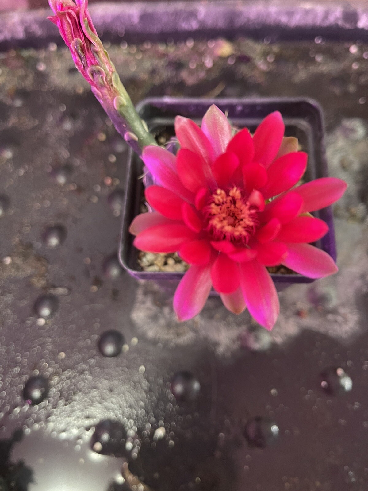 red blooming cactus plant In 4 Inch Square Pot …