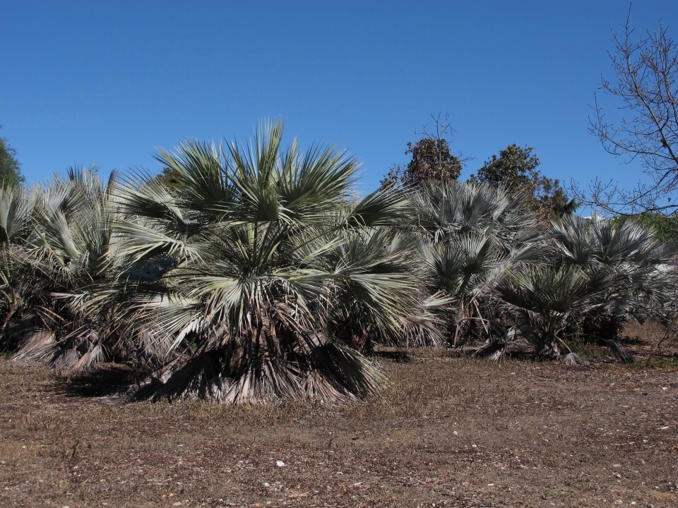 Brahea Armata Blue Hesper Palm Tree (8 Seeds) Rare