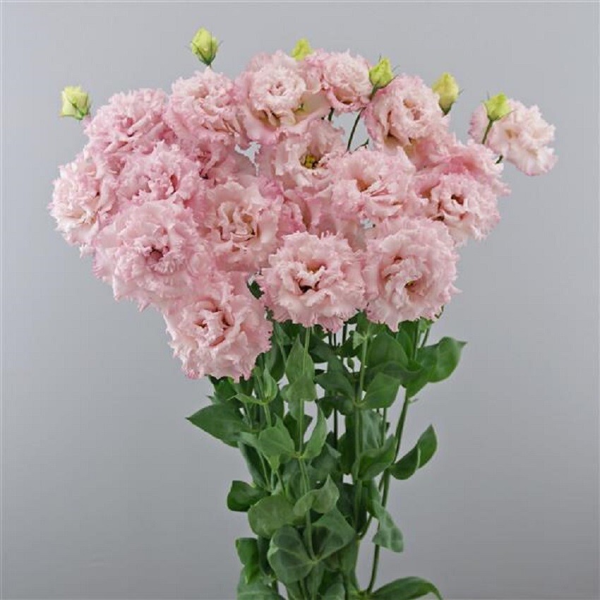 Lisianthus Seeds Lisianthus Celeb 2 Extra Pink 25 Pelleted Seeds