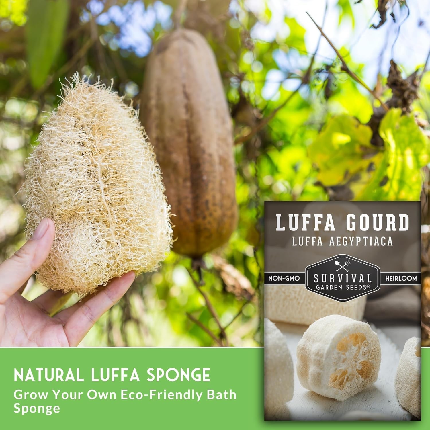 Luffa or Loofah Seed for Planting – 1 Packet with Instructions to Plant and G…