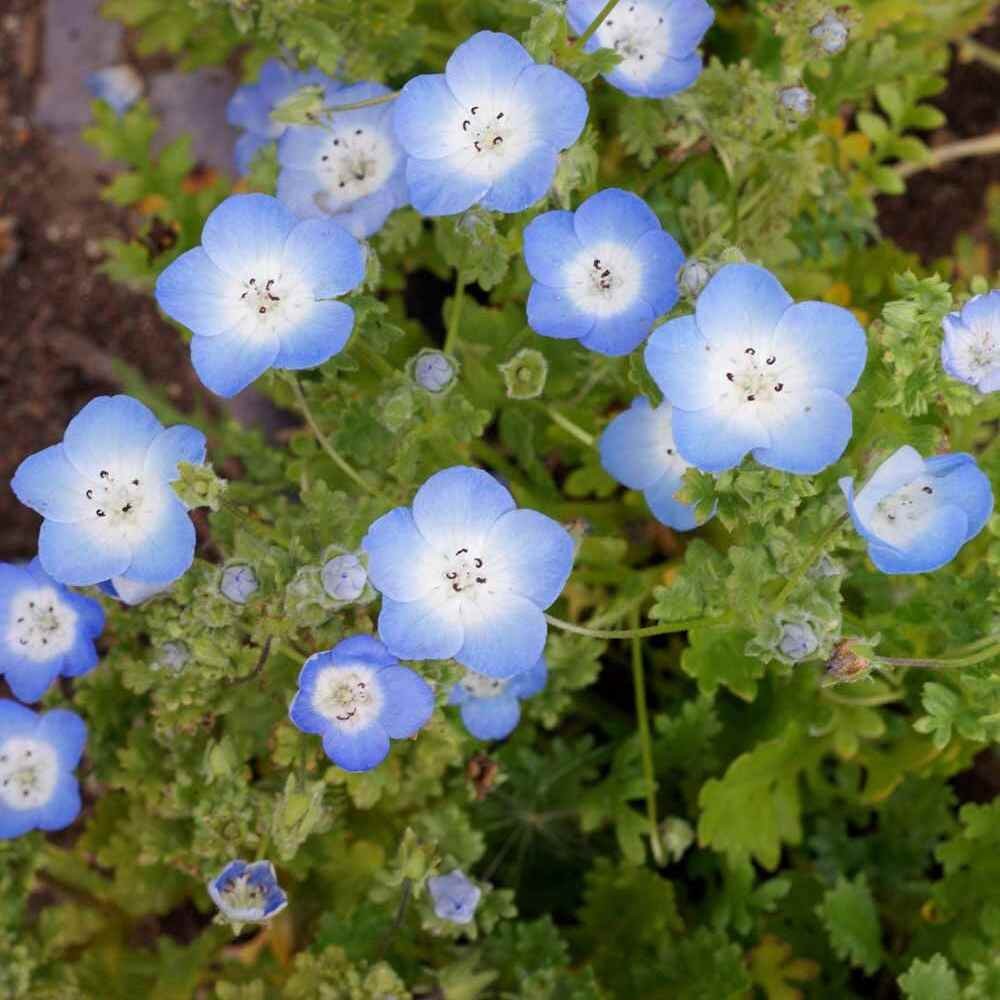 1000 Seeds Baby Blue Eyes Seed – Nemophila Menziesii Flower Seeds